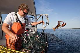 Marine Migration The Great Lobster Rush Egypt Independent