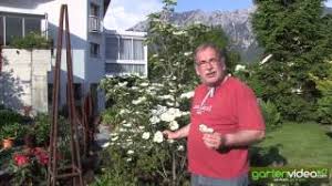 Maybe you would like to learn more about one of these? Cornus Venus Blumen Hartriegel Youtube