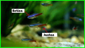 Panduan Lengkap Cara Merawat Ikan Neon Tetra Ekor9 Com Di 2020 Binatang Ikan Neon