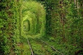 نتيجة بحث الصور عن صور طبيعية خلابة متحركة Tunnel Of Love Tree Tunnel Outdoor