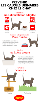 L'eau distillée est selon moi le meilleur choix pour l'eau de boisson. Calculs Urinaires Du Chat Husse France