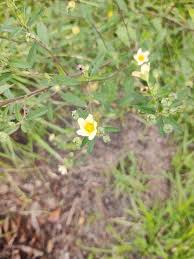 Image result for Sida spinosa