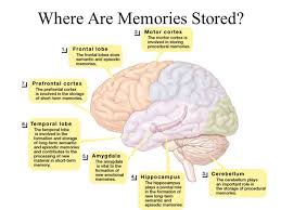 Pin By Slade On Abstract Art Human Memory Episodic Memory Motor Cortex