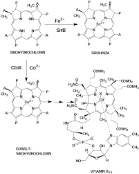 Aug 14, 2020 · @mherbert82 im leaving for the air force soon so it'd be awesome to get with you before i go. Characterization Of The Cobaltochelatase Cbixl Journal Of Biological Chemistry