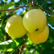 Epingle Sur Jardin