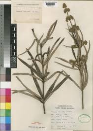 Image result for Ozoroa kassneri