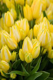 Tulip Antoinette A Multi Headed Or Multi Flowering Chameleon Variety That Changes From Yellow To Pink And Finishes Sal Tulips Tulips Garden Tulips Flowers