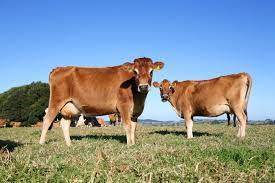 The Jersey Cow Milk Production For The Small Homestead Countryside