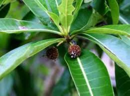 Image result for Erica pleiotricha