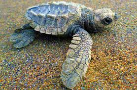 Baby Turtles Being Released In The Sea On The Pacific Coast Of Colombia This Is Part Of A Larger Conservation Project The T Baby Turtles Trip Planning Turtle