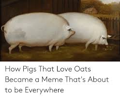 How Pigs That Love Oats Became A Meme That S About To Be Everywhere Love Meme On Me Me