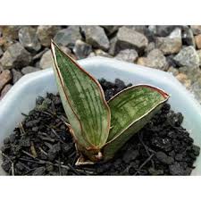Image result for Sansevieria scimitariformis