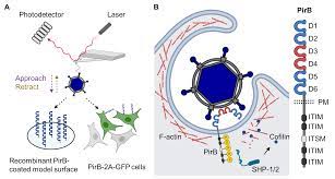 The PirB: a new player coordinating reovirus entry | Microbiology Community