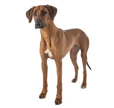 Image result for rhodéský ridgeback