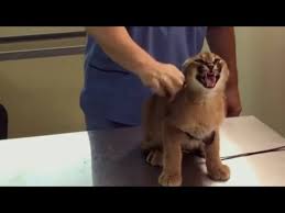 Are Caracals Legal In Michigan? An Exotic African Cat'S Escape In Royal Oak  Raises The Question