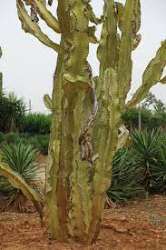Ebonwood, pearlwood, shadewood, bone, cactus, flesh, frozen, glass, golden, honey, large dynasty candle, lihzahrd, living wood, rich mahogany, skyware, spooky, and steampunk candelabras added. Root Pattern For Euphorbia Ammak African Candelabra