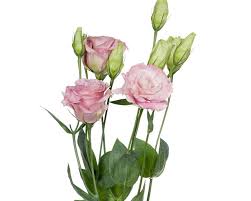 Image result for eustoma flamenco