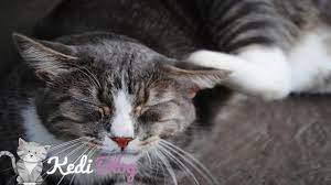 Yavru kedi piresi nasil temizlenir youtube. Kedinin Piresi Nasil Temizlenir Kedilerde Pire Tedavisi