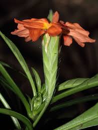 Image result for Crossandra fruticulosa