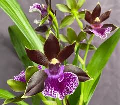 Image result for Zygophlebia