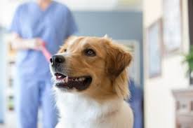 What does nationwide pet insurance cover. Walmart Nationwide Roll Out Pet Insurance Benefits Drug Store News