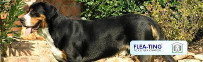 A pet's fur provides the perfect place for ticks and fleas to hide in and be near a food source. Pci Fleating Services For Ticks And Fleas Control