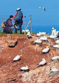 How To Choose The Best Camera For Wildlife Photography Birding Guide Wildlife Photography Best Camera Best Dslr