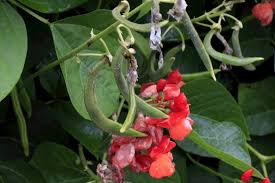 Maybe you would like to learn more about one of these? Vegetable Garden And Orchard Collections Mcbg Corp 2021 Fort Bragg California