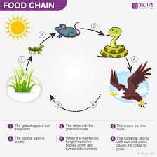 energy flow in ecosystem food chain food web and energy