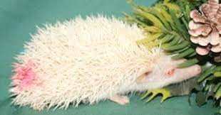 Hedgehogs Albino Hedgehog Hedgehog Pets