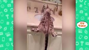 Faze comice caini vs pisici # 6 animale amuzante ✔ incearca sa nu razi. Faze Comice Cu Animale 2020 Filmulete Amuzante Cu Animale Incearca Sa Nu Razi Comedie Fails Youtube