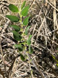 Image result for Trema sp A