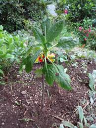 Compare prices & read reviews. Impatiens Niamniamensis Wikipedia