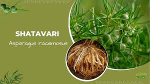 Image result for Asparagus racemosus