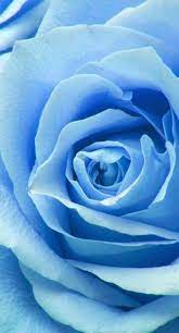 Best Wallpaper Blue Roses 52 Ideas Blue Roses Wallpaper Rose Wallpaper Blue Wallpapers