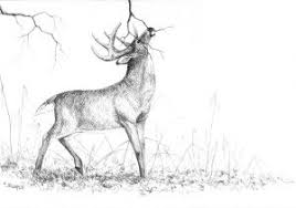 Collection by buddy blog ideas. Wild Animals Pencil Drawing Images