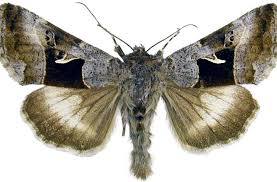 Image result for Syngrapha hochenwarthi