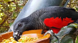 Since the remarkable pesquet's parrot had a limited range to begin with, it remains especially vulnerable. An Eating Pesquet S Parrot Youtube