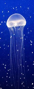 I Like This Expression Venusia Jellyfish Expression Arte Agua Belas Criaturas Reino Animal