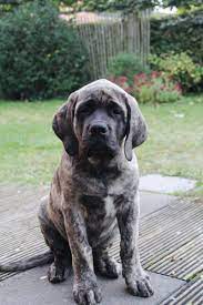 Old English Mastiff In 2020 Old English Mastiffs English Mastiff Dog Mastiff Puppies