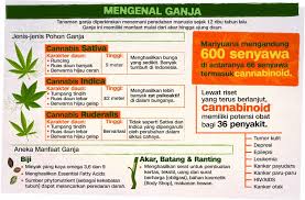 Penggunaan obat bius ini sangat manjur dan tidak memberikan efek samping. Demamganja Di Indonesia