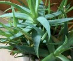 Was du falsch machst, wenn die creme nicht fest wird. Aloe Vera Creme Selber Machen Eine Anleitung Focus De