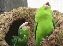 The Real Origin Of The Party Parrot Partyparrot