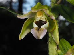 Image result for Epipactis africana