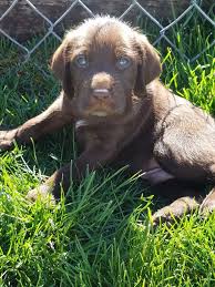 Check spelling or type a new query. Puppies Pudelpointers Hardtrigger Gun Dogs