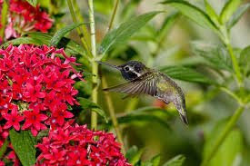 Plant in full sun or partial shade. Hummingbird San Diego Zoo Animals Plants