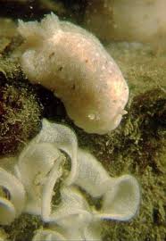 Image result for Cuviera tomentosa