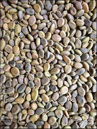 Image result for Acacia abyssinica