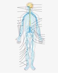 The central nervous system is made up of the brain and spinal cord. Te Nervous System Diagram Unlabeled Nervous System Grade 10 Free Transparent Clipart Clipartkey