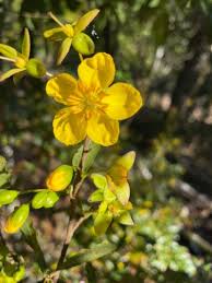 Image result for Ochna